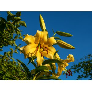Ľalia ázijská (Lilium asiatic) ´MENORKA´ - 1 cibuľka v kvetináči, kont. C2L (žltá)